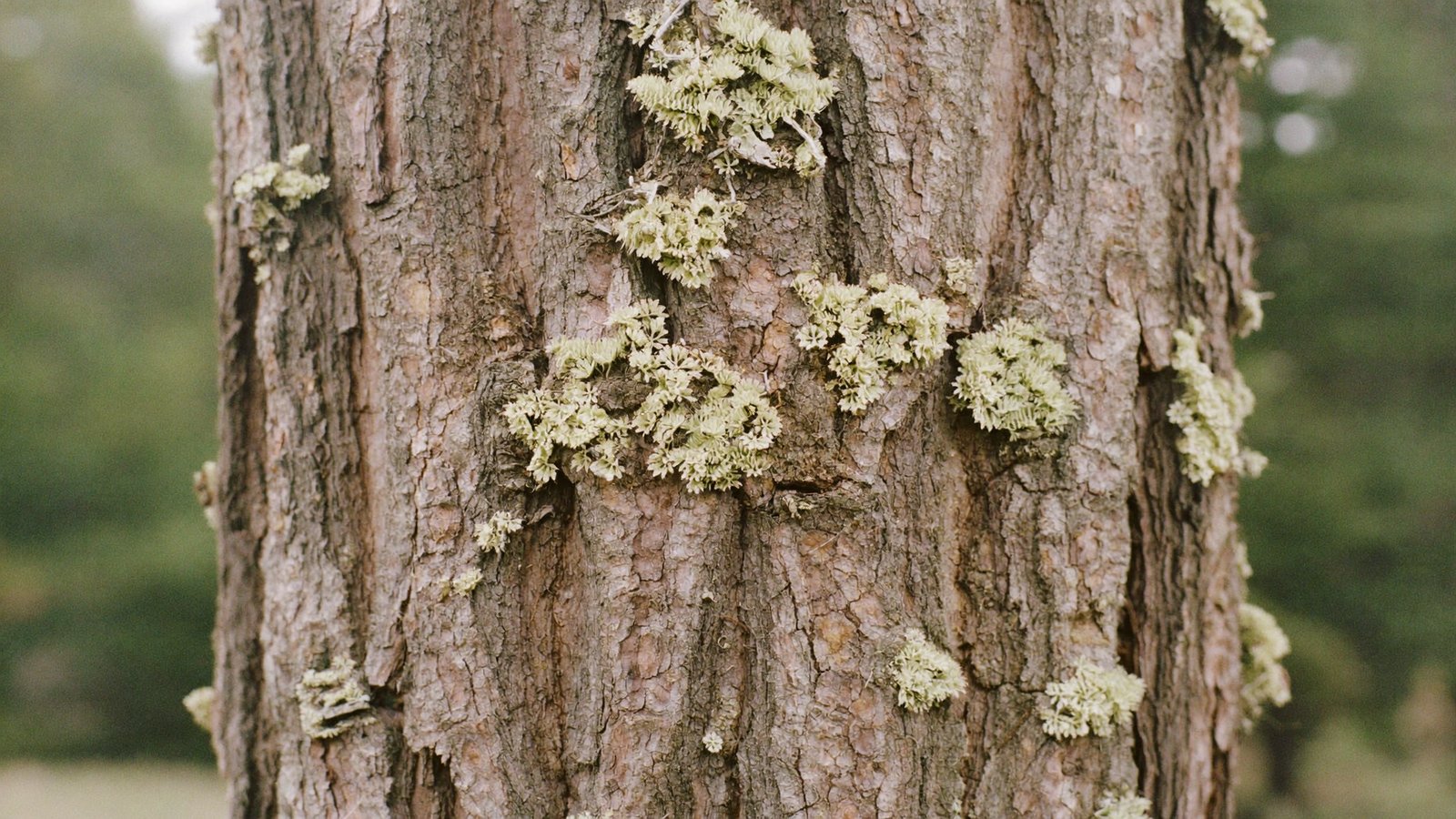 Close detail of bark and pale green lichen