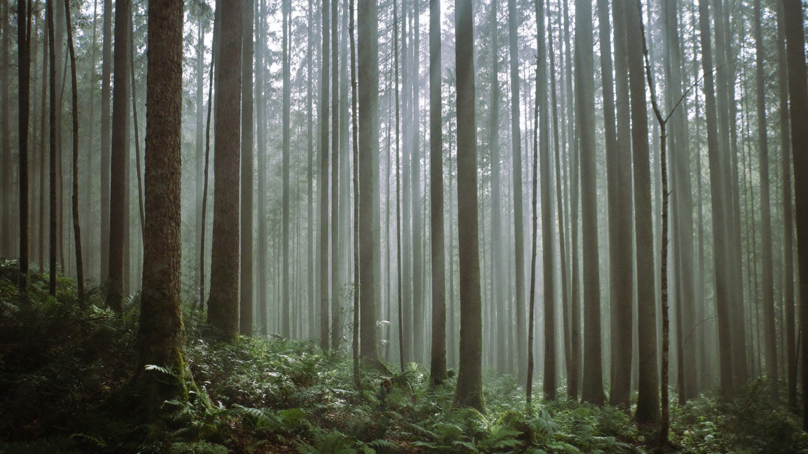 Tall trees and lush ferns in a misty forest environment