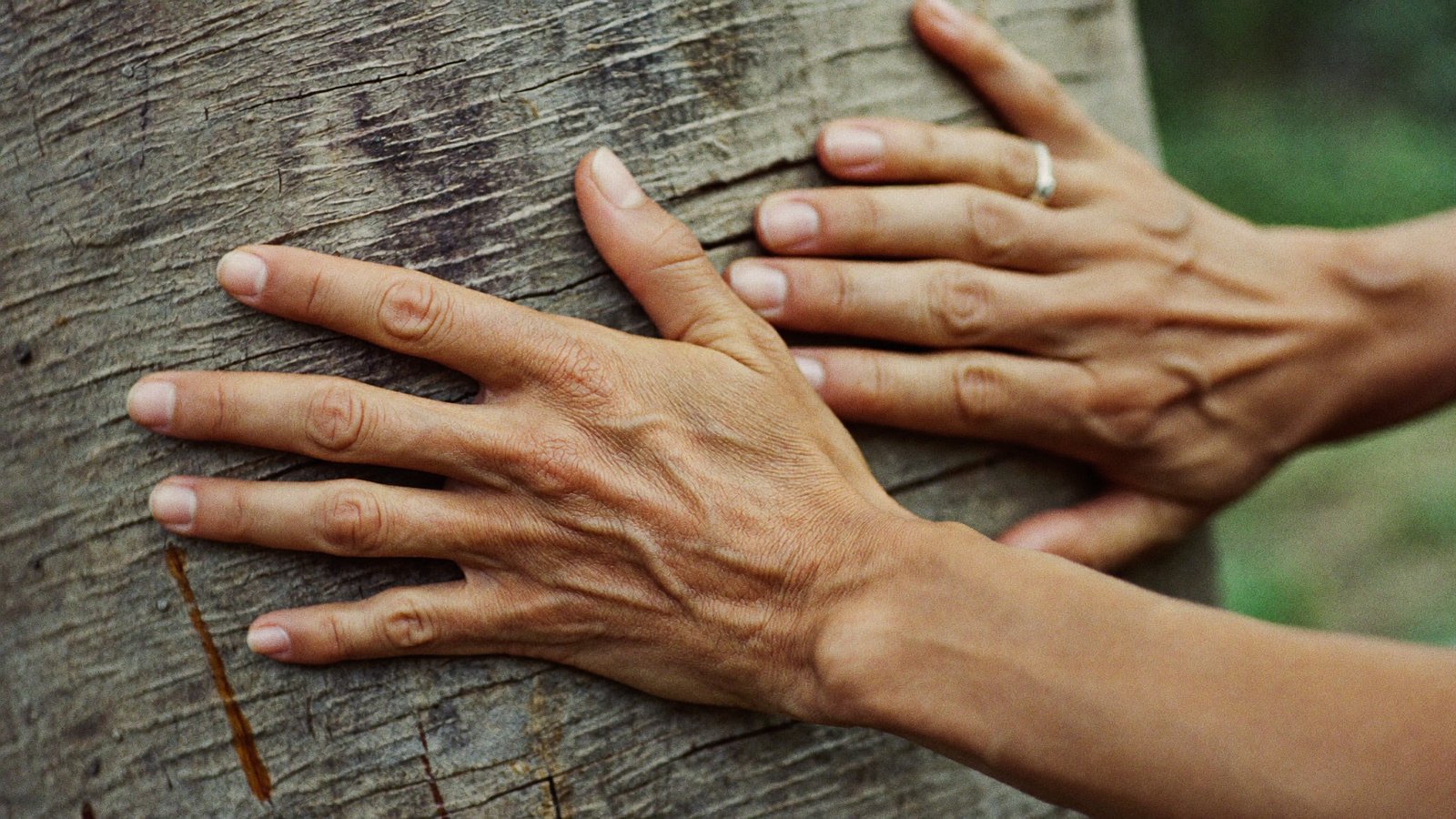 Sensory interaction through touch with a tree