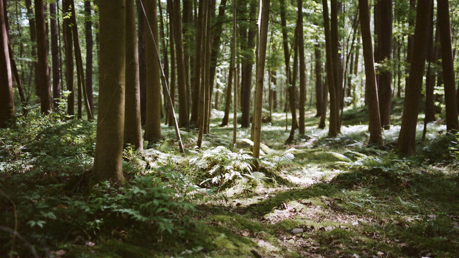 Sunlight filtering through trees and ferns on the forest floor